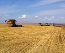 В Україні намолотили більше 21 млн тонн ранніх зернових і зернобобових